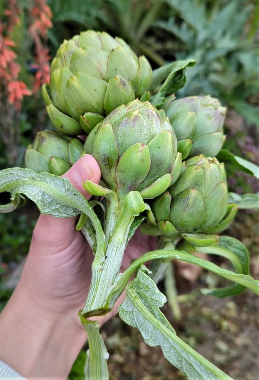 Artichokes from my garden. The excessive rain in southern california made  my plants over 5 feet tall, the biggest I've ever seen them. : r/gardening