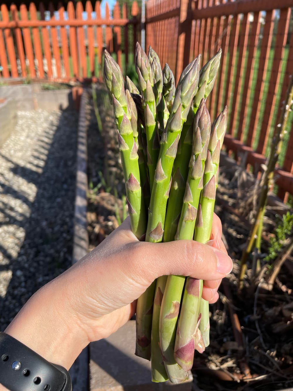 Asparagus harvest on a beautiful morning. Three year old plants grown from  seed. : r/gardening