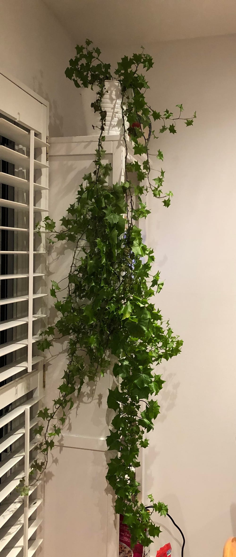 Balding but still growing and luscious English Ivy. The plant keeps growing  and has actually sprouted new stems at the top, but as as you can see it's  balding quite badly in