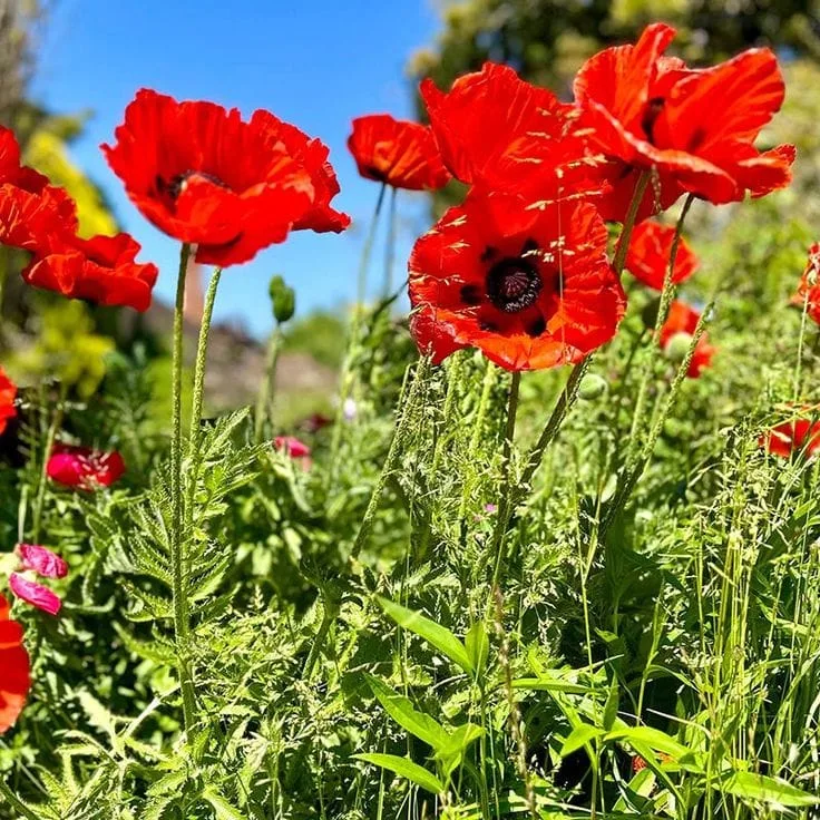 Beauty of Livermere Oriental Poppy, Papaver orientale - Plant