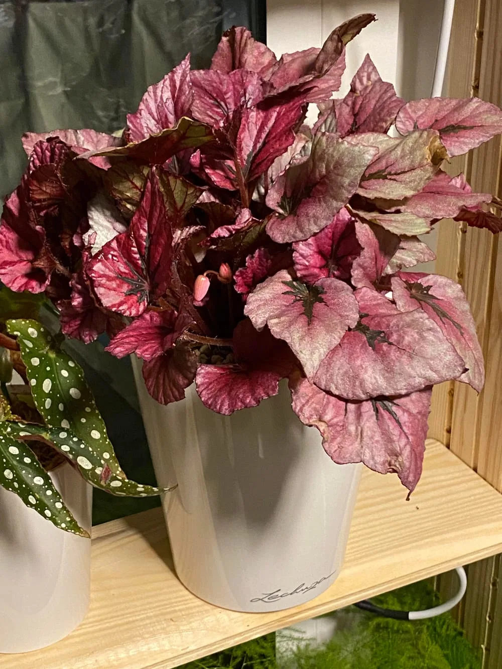 Begonia Rex thriving in semi hydro : r/SemiHydro