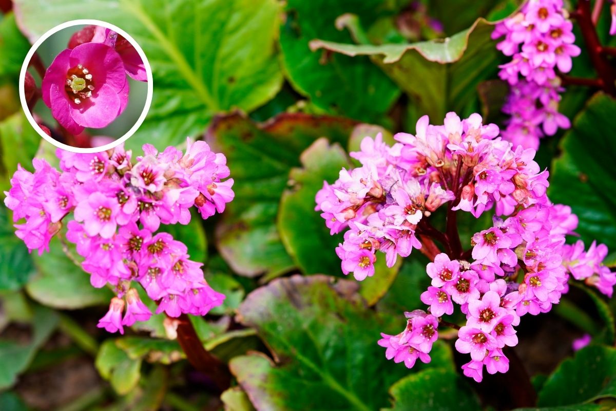 bergenia