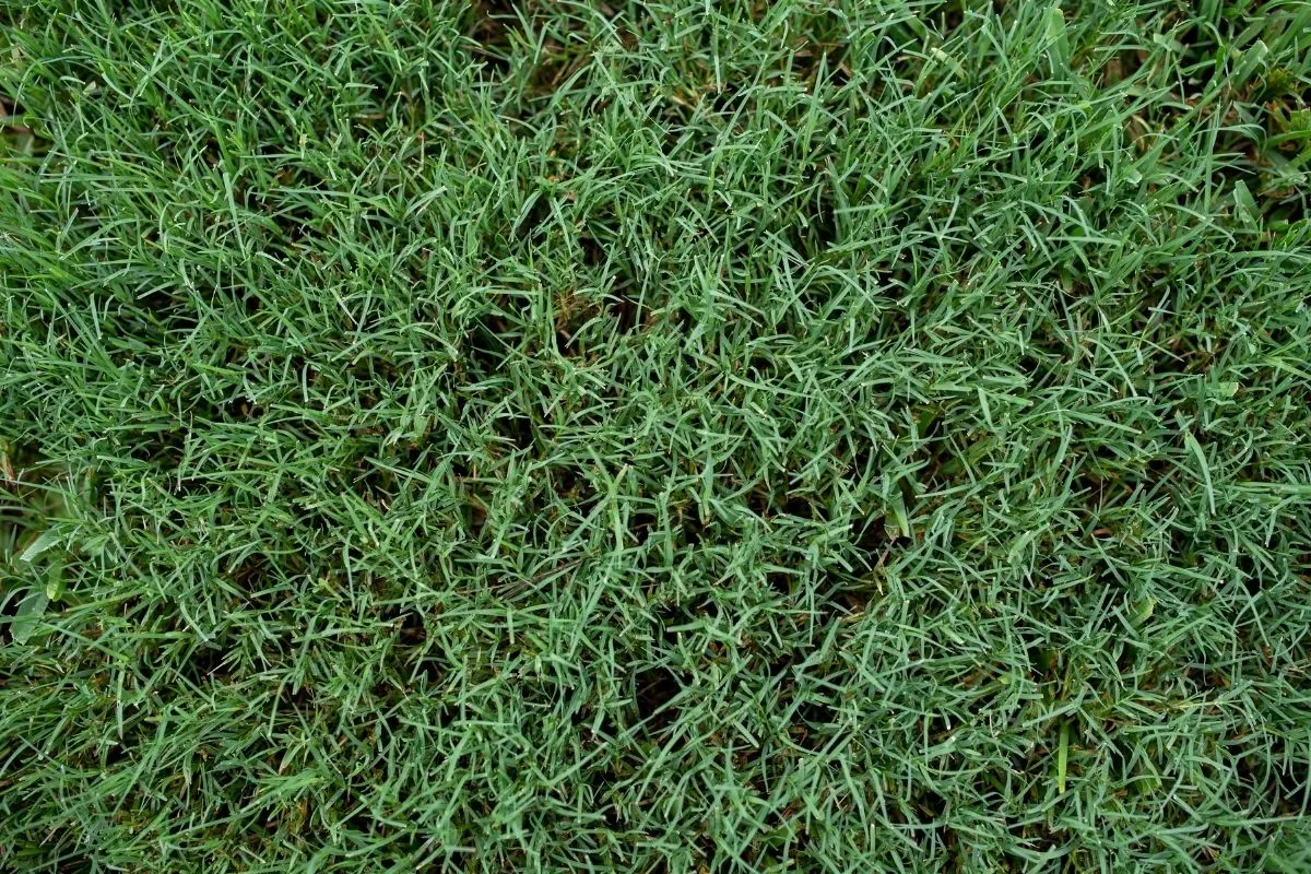 bermudagrass