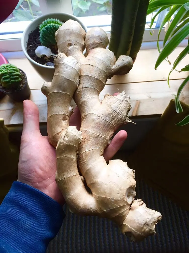 Biggest whole ginger root I've ever seen! : r/mildlyinteresting