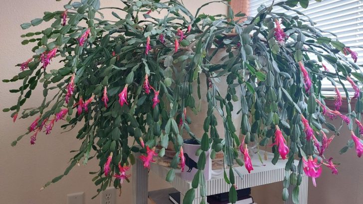 The One Trick Every Christmas Cactus Owner Needs for Maximum Flowers