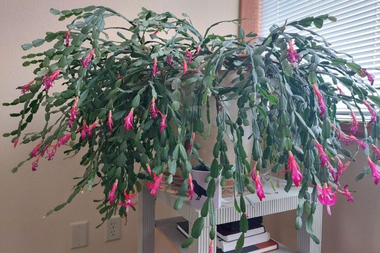 The One Trick Every Christmas Cactus Owner Needs for Maximum Flowers