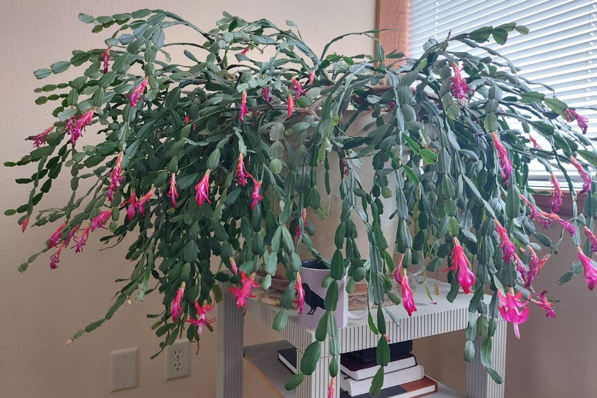 blooming Christmas cactus – PuzzleheadedOrder863