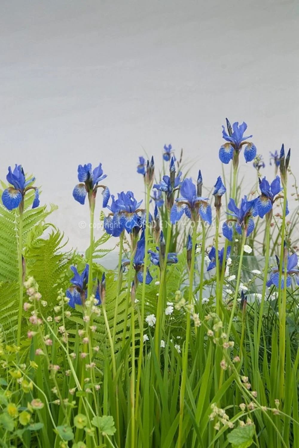 Blue Iris in bloom | Plant & Flower Stock Photography: GardenPhotos.com