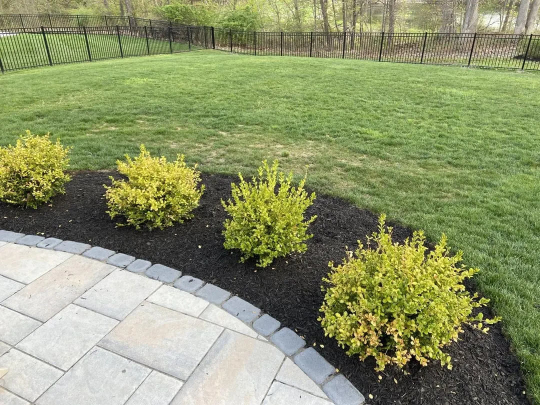 Boxwood Help - Boxwood is less than 1 year old and doesn't look great. I  live in Upstate NY so maybe they just don't look great after winter and  will recover? :