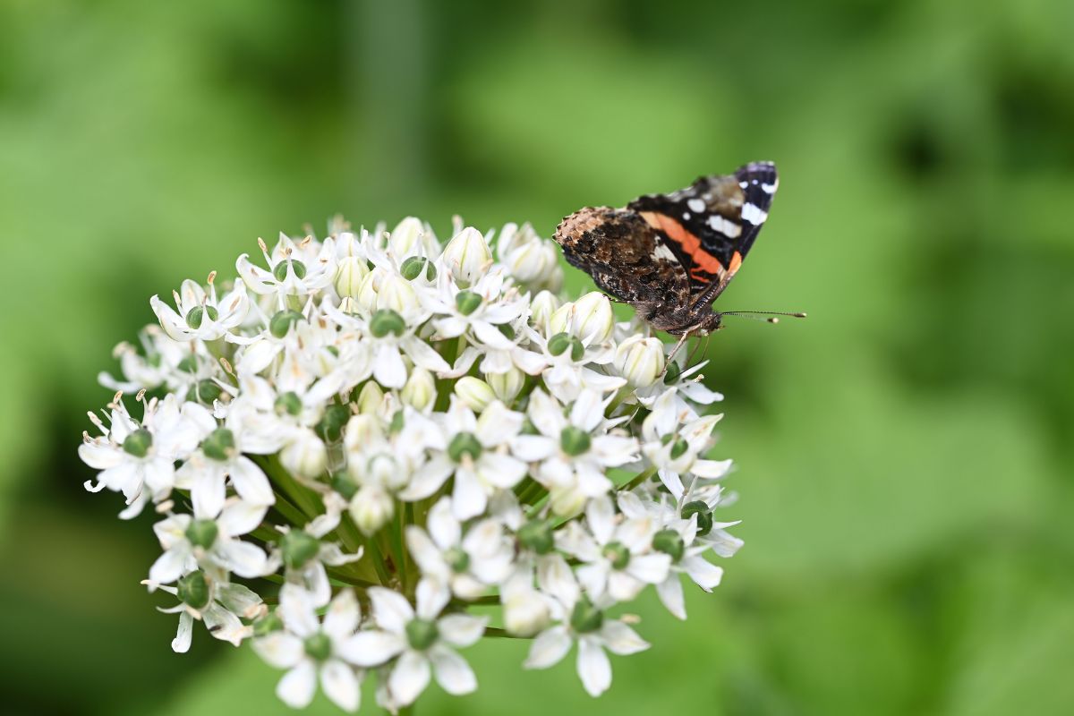 butterfly on alliums