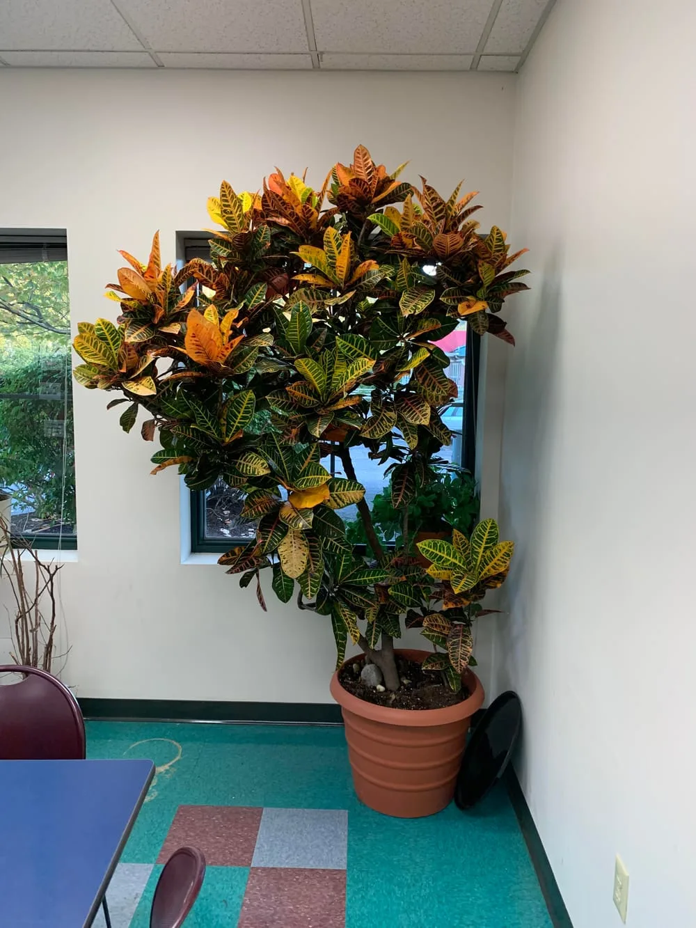 Check out this MASSIVE croton in the lunch room of my office! It's at least  7 feet tall! : r/houseplants