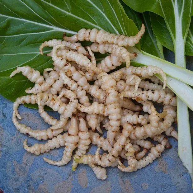 Chinese Artichokes - How to grow • Incredible Vegetables