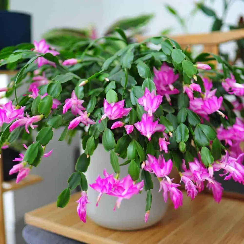 Christmas Cactus light Requirement: A Complete Guide - Plants Craze