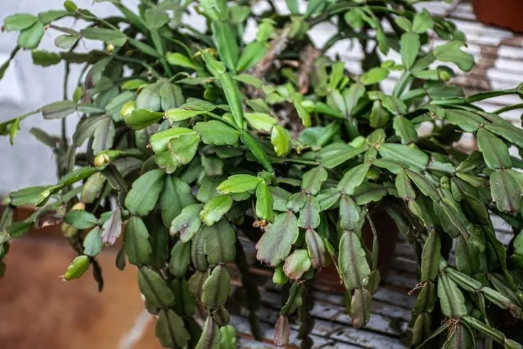 Christmas Cactus Not Flowering & 12 More Common Holiday Cactus Problems