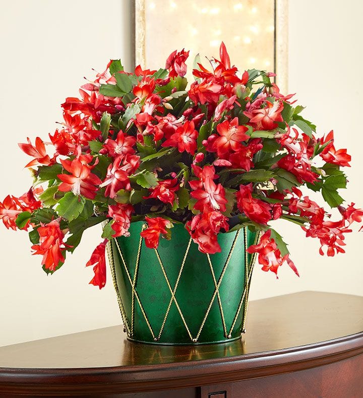 Christmas Cactus