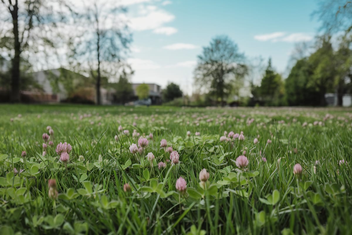 Clover Lawns