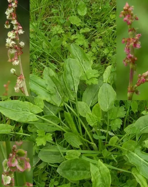 Common Sorrel, recognition and eradication