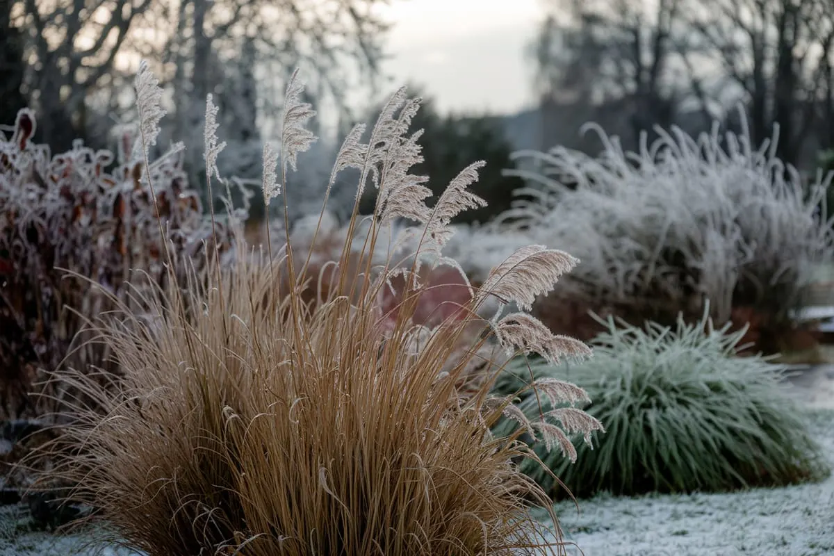 Cons of Leaving Grasses Up Through Winter