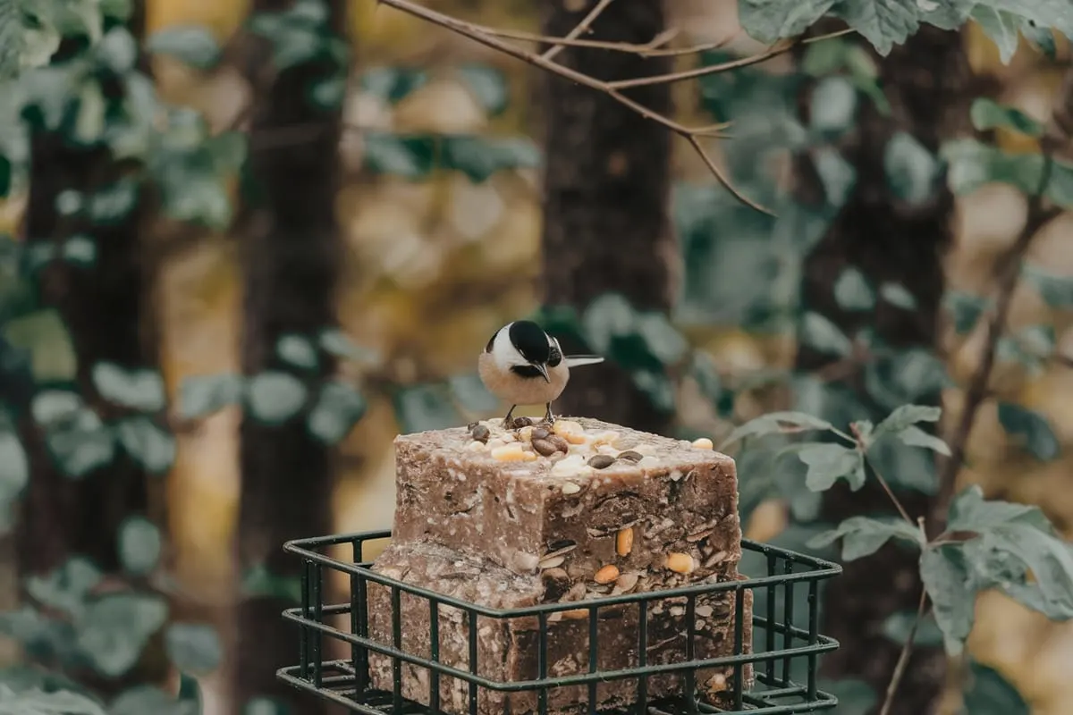 Consistent High-Energy Feeding