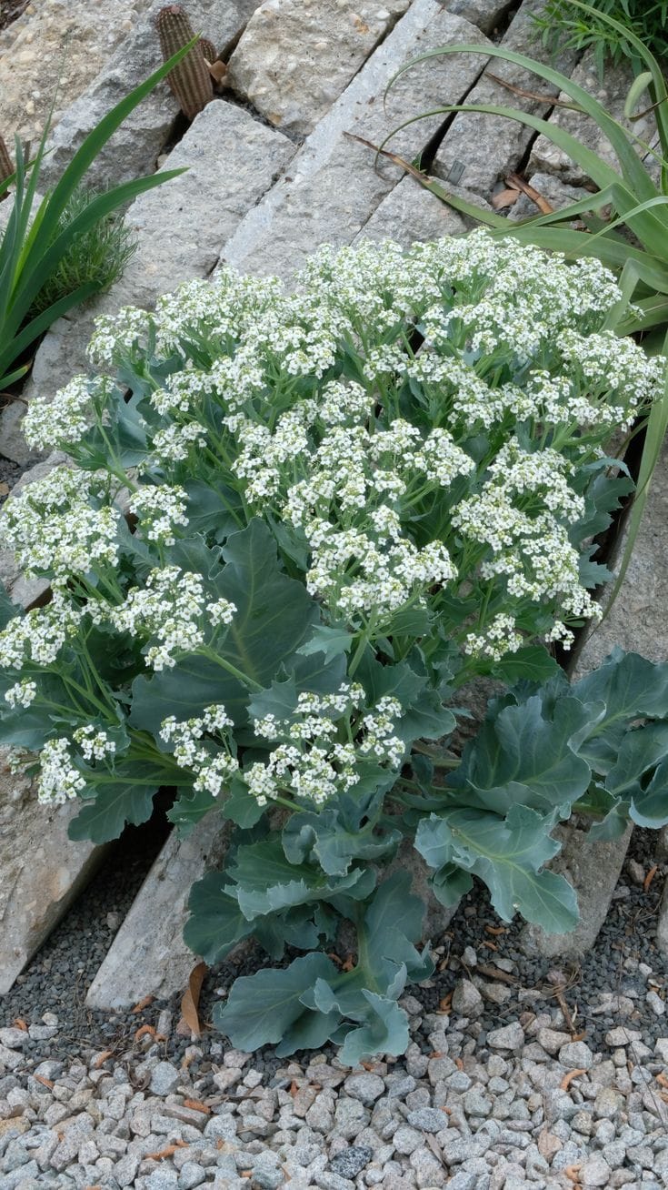 Crambe maritima Sea Kale, Zones: 5b to 7b, at least, Sun, Excellent  Drainage Required