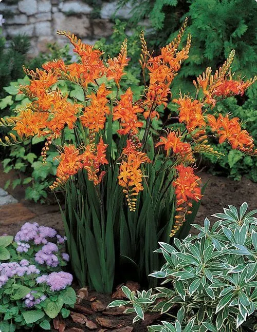 Crocosmia Planting & Growing Guide - Easy to Grow