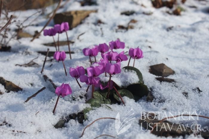 Cyclamen coum | Lukáš Hrdinka | Authors