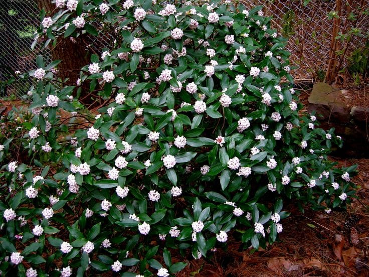 Daphne odora 'Aureomarginata' – CAROLYN'S SHADE GARDENS