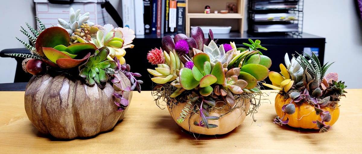 Decorated some pumpkins : r/succulents