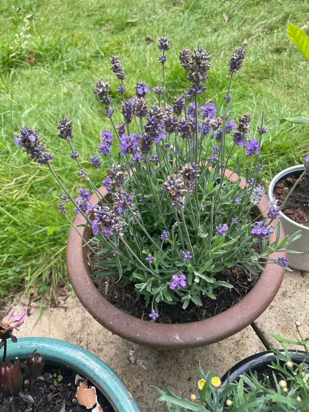 Do I need to dead head lavender? : r/GardeningUK