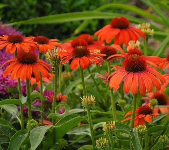 Echinacea 'Julia' (Coneflower)