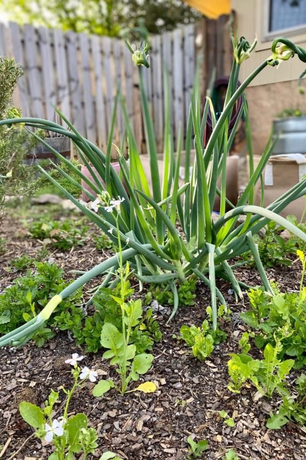 Egyptian Walking Onions