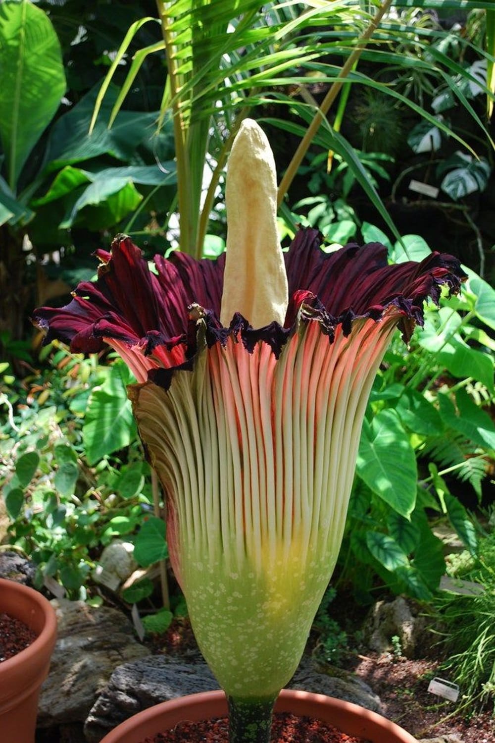 EXTREMELY RARE Corpse Flower RARE - LIVE Amorphophallus Titanum - Titan  Arum - Corpse Flower - Starter Seedling Plant for Sale! RARE PLANT, RARE  FLOWER!