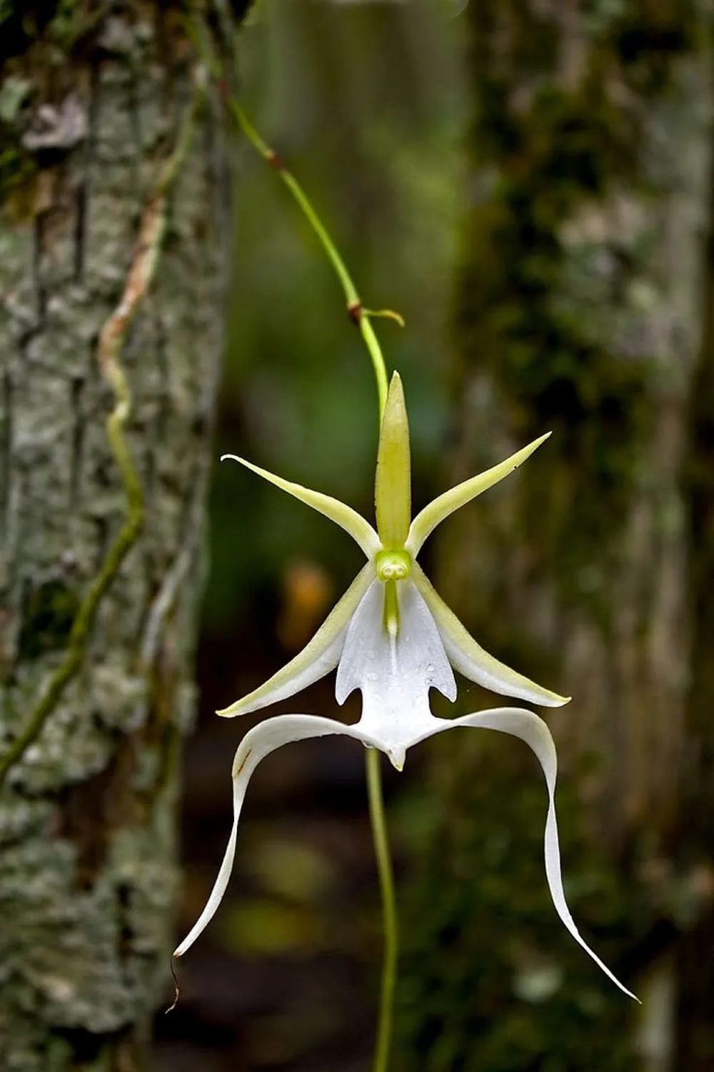 Fakahatchee Ghost Orchid