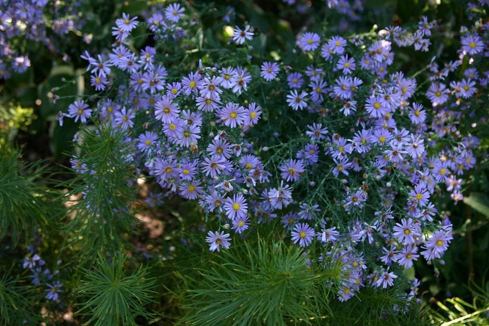 Fall favorites of mine to look forward to Aster 'Blue Bird' and Amsonia  hubrichtii, flowers and foliage, what could be