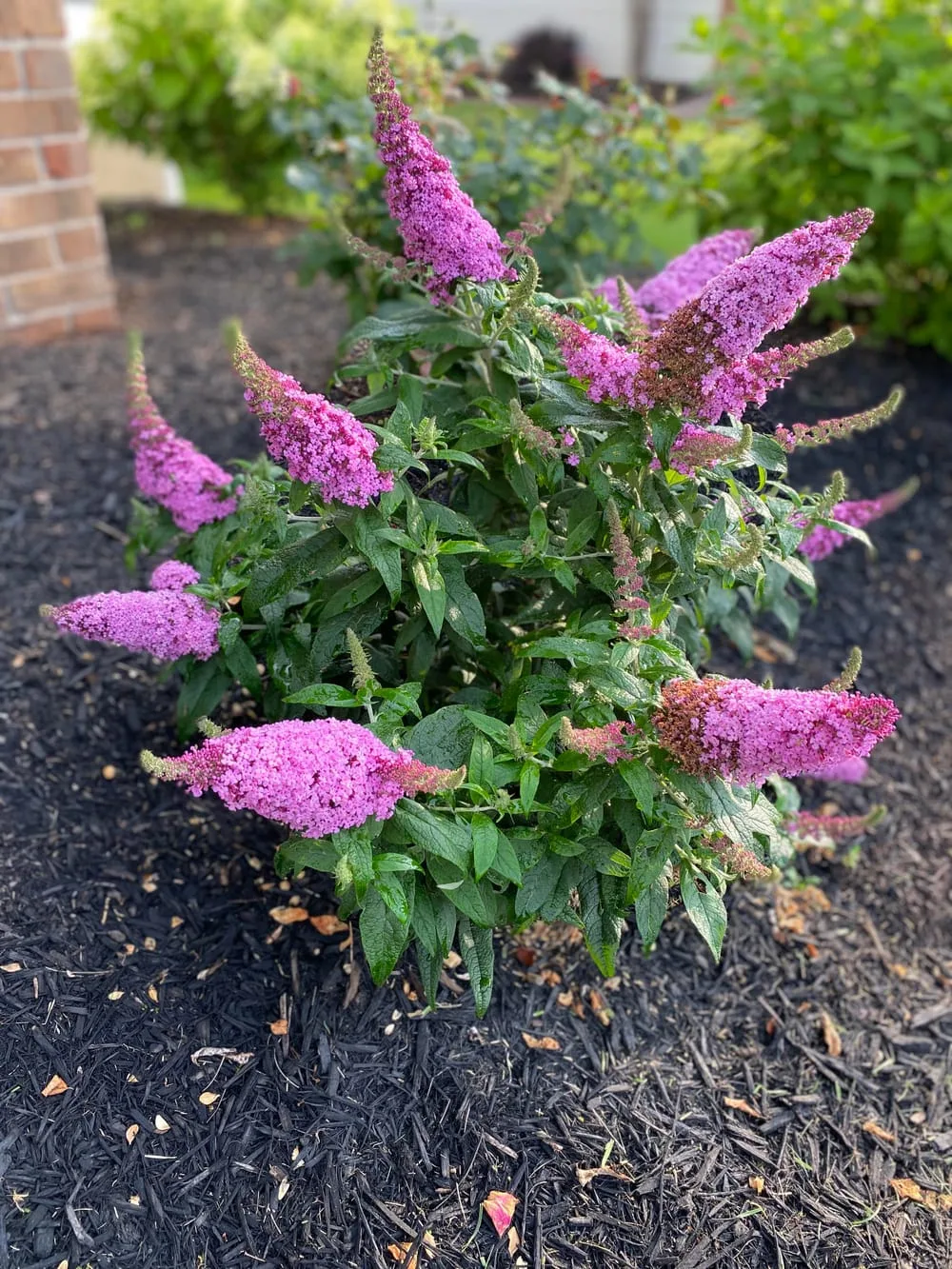 First season with a dwarf Butterfly Bush : r/gardening