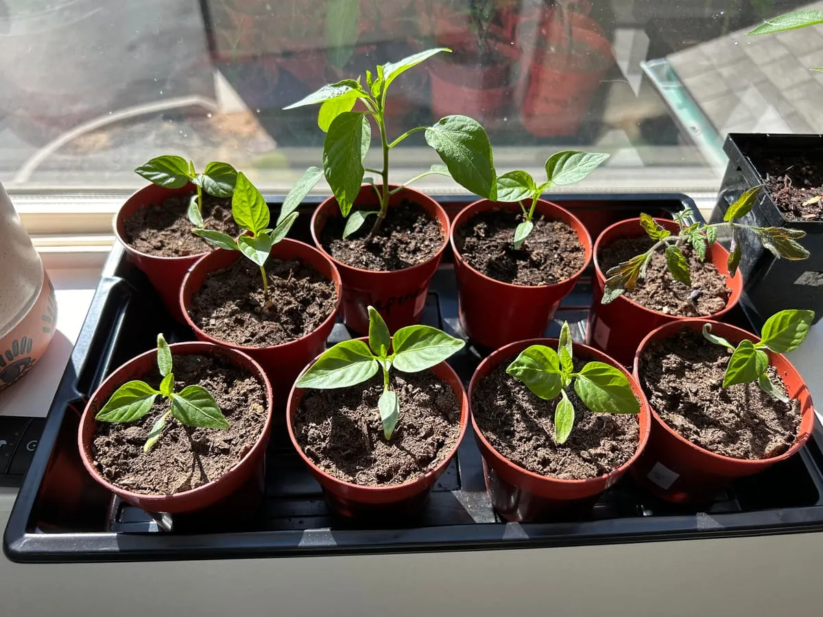 First time planting everything from seeds. : r/vegetablegardening