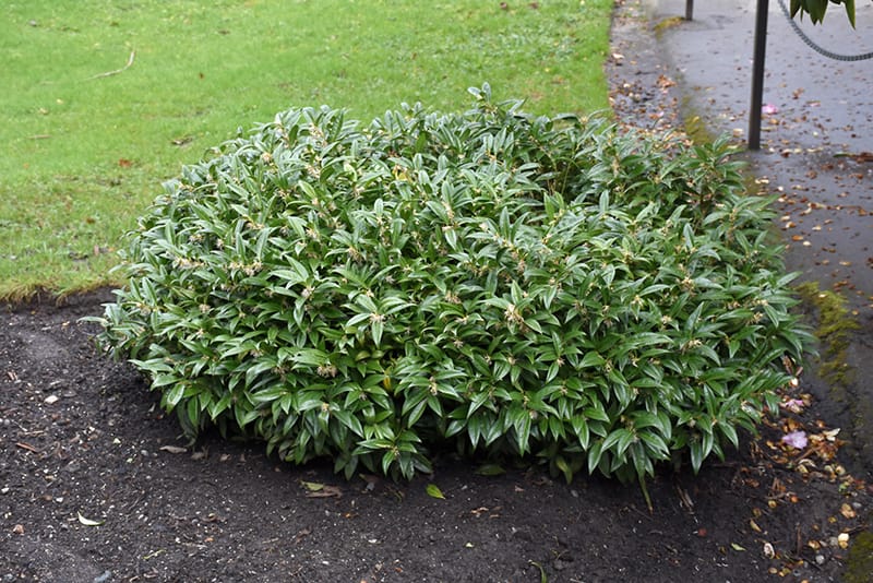 Fragrant Valley Sweet Box (Sarcococca hookeriana 'Sarsid 1') at New Garden  Landscaping & Nursery