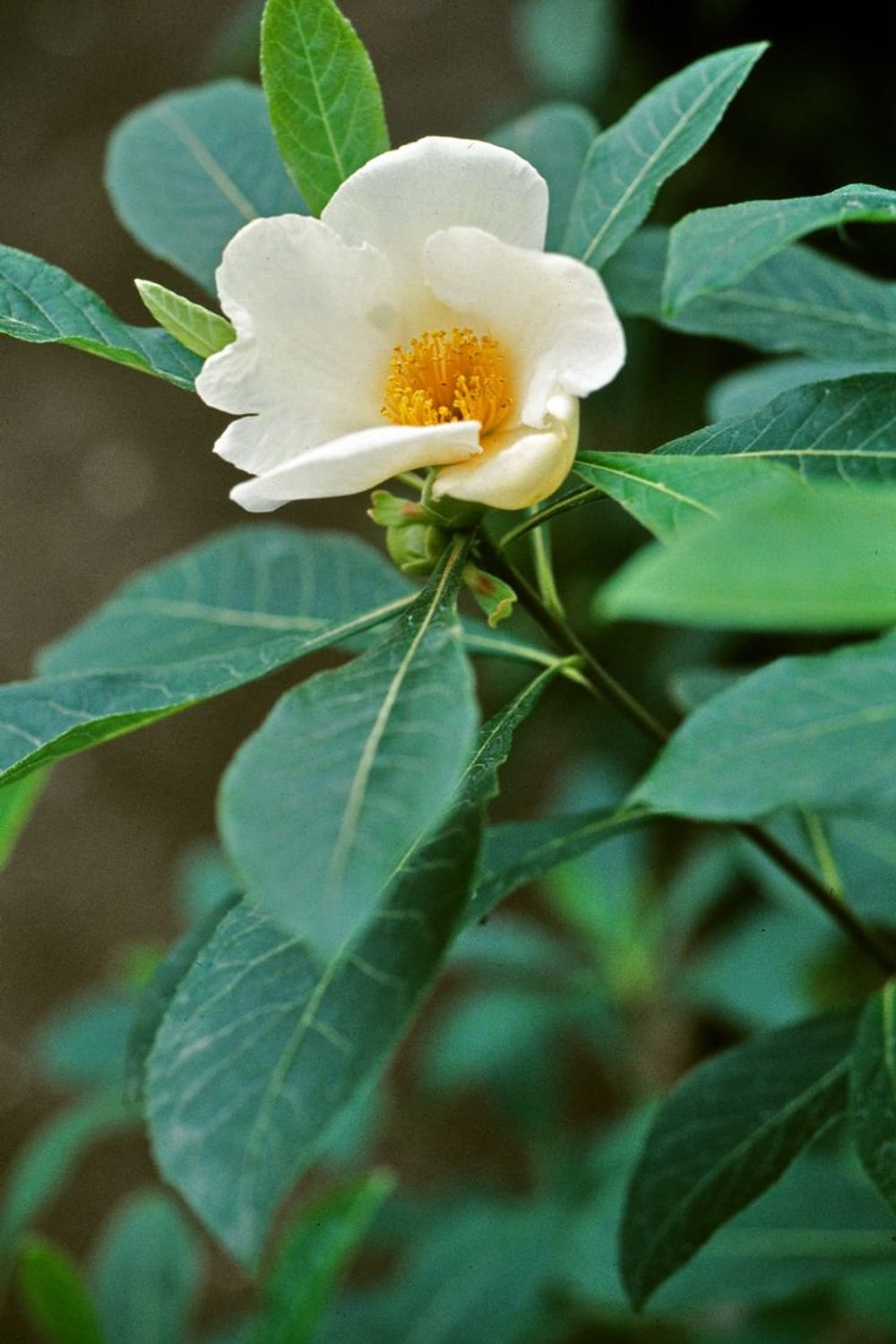 Franklinia alatamaha (2) (Theaceae) © W. Barthlott, Lotus-Salvinia.de (BG  Bonn, 9-89, 1803, Georgia)