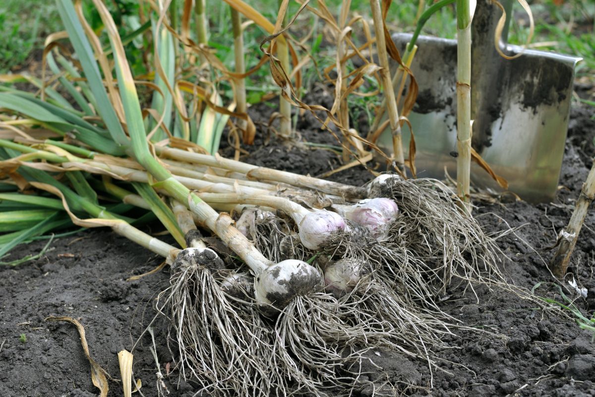 garlic harvested