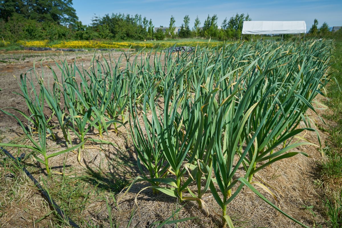 garlic in the garden