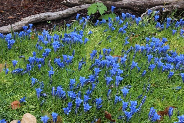 Gentiana sino-ornata