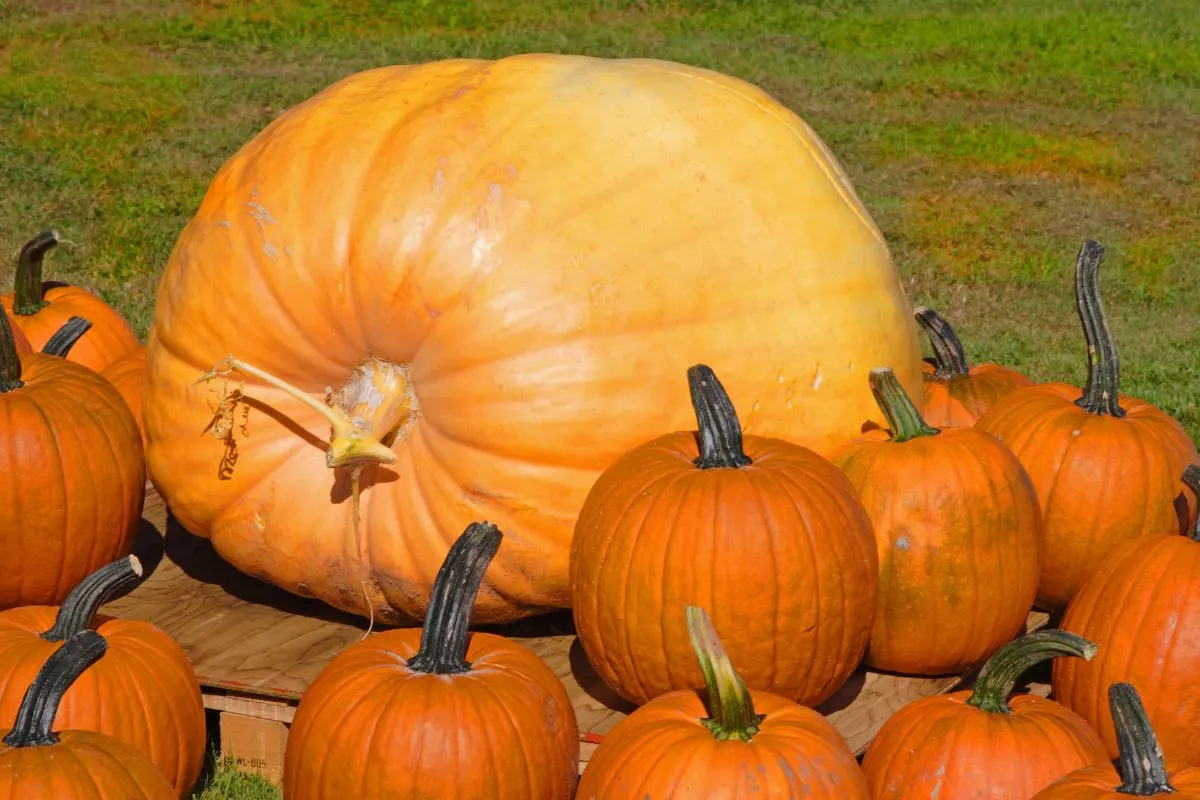 giant pumpkin