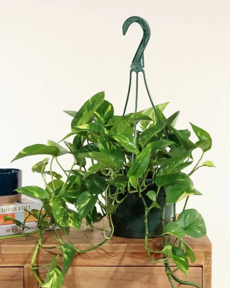 Golden Pothos, Epipremnum aureum