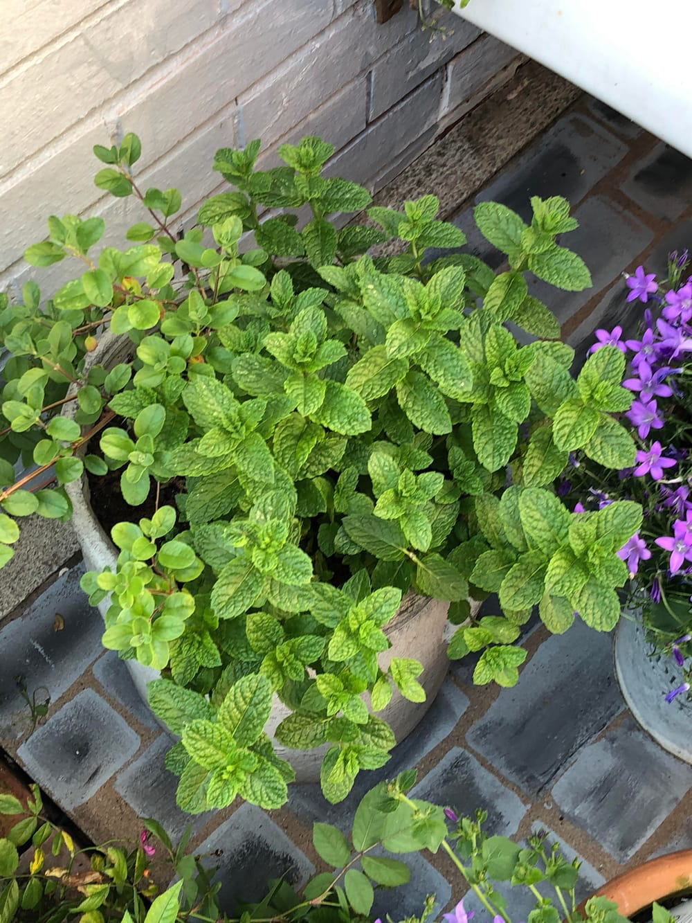 Grew a mint plant for mojitos and such, I've had to put it in a pot or my  whole garden would be mint : r/cocktails