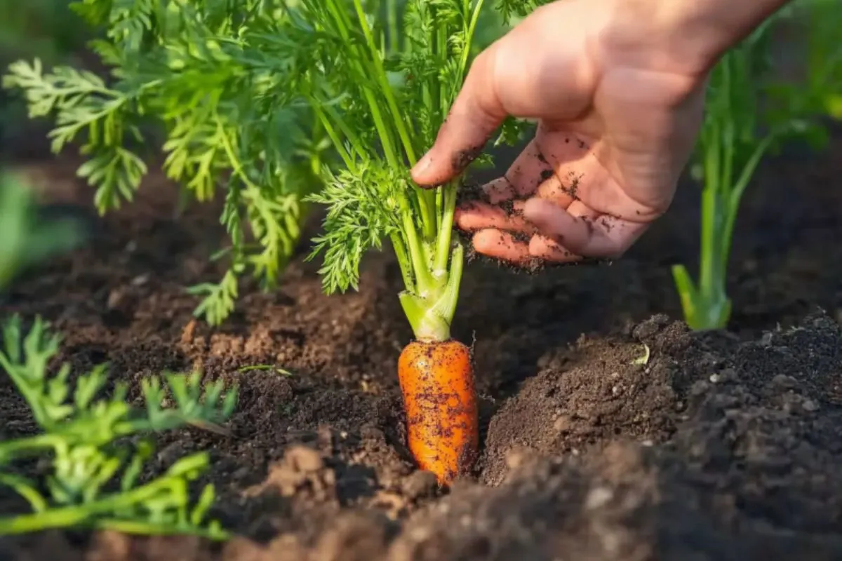 harvesting carrots