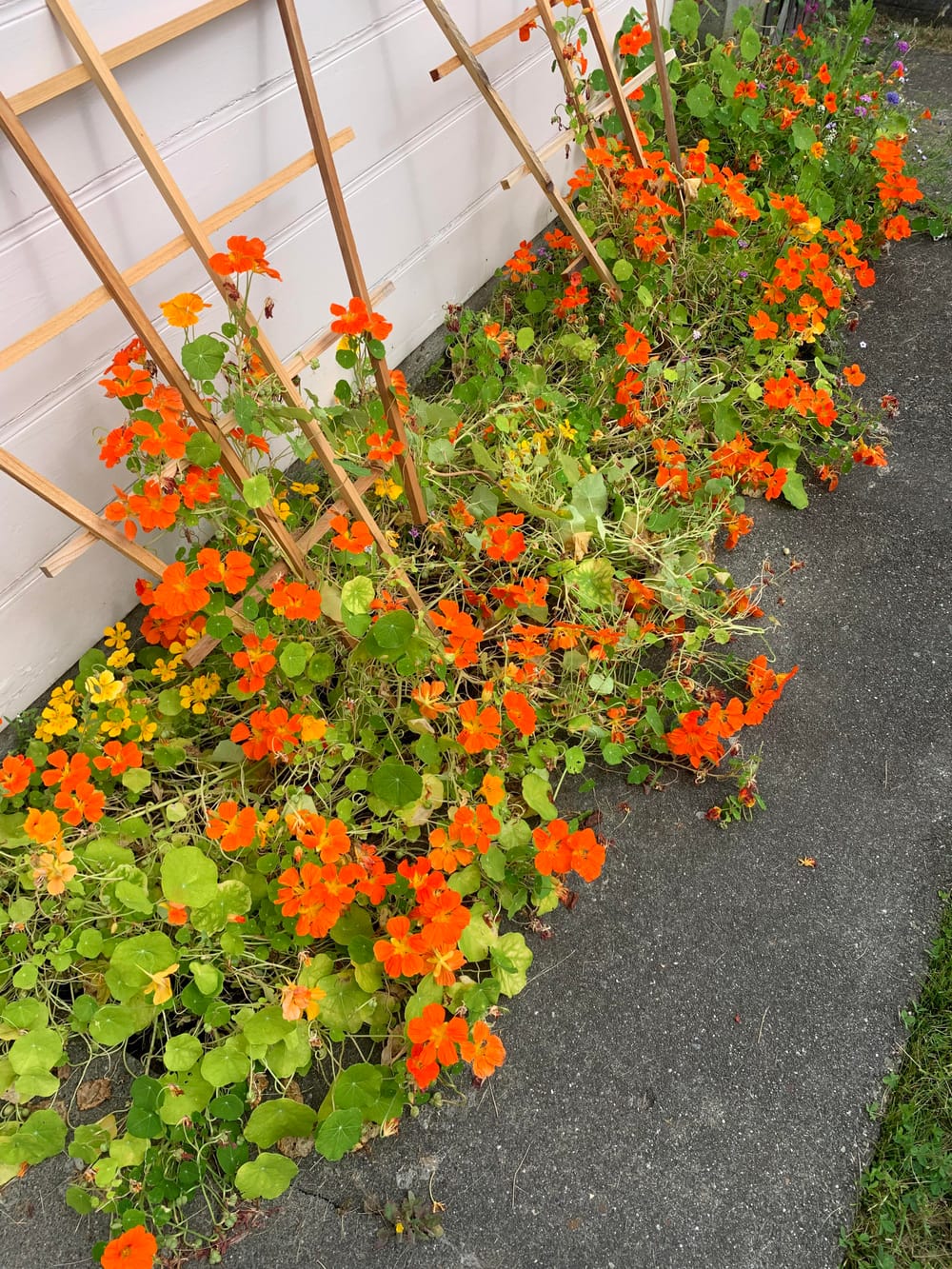 Help with nasturtiums: Why are the leaves turning yellow? : r/gardening