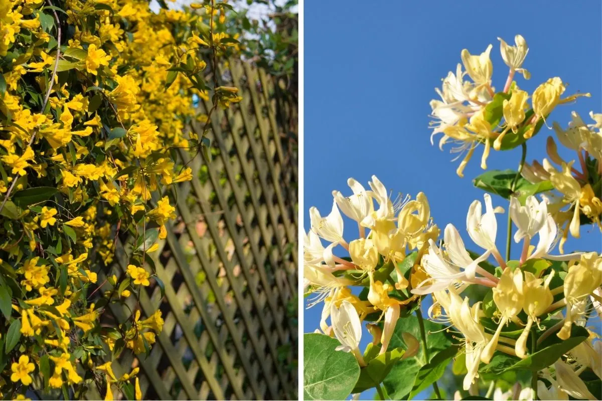 honeysuckle