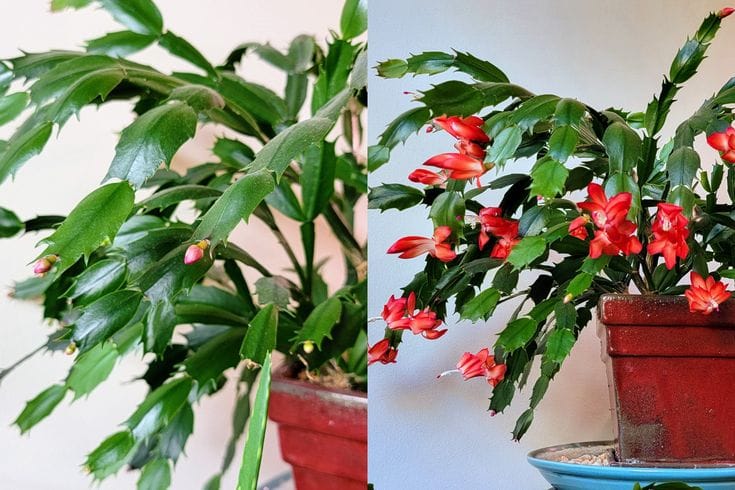 How to Get Your Christmas Cactus to Bloom More Than Once Each Year