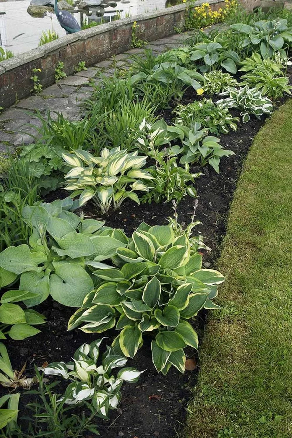 How to Grow and Care for Hostas (Plantain Lilies) | Gardener's Path