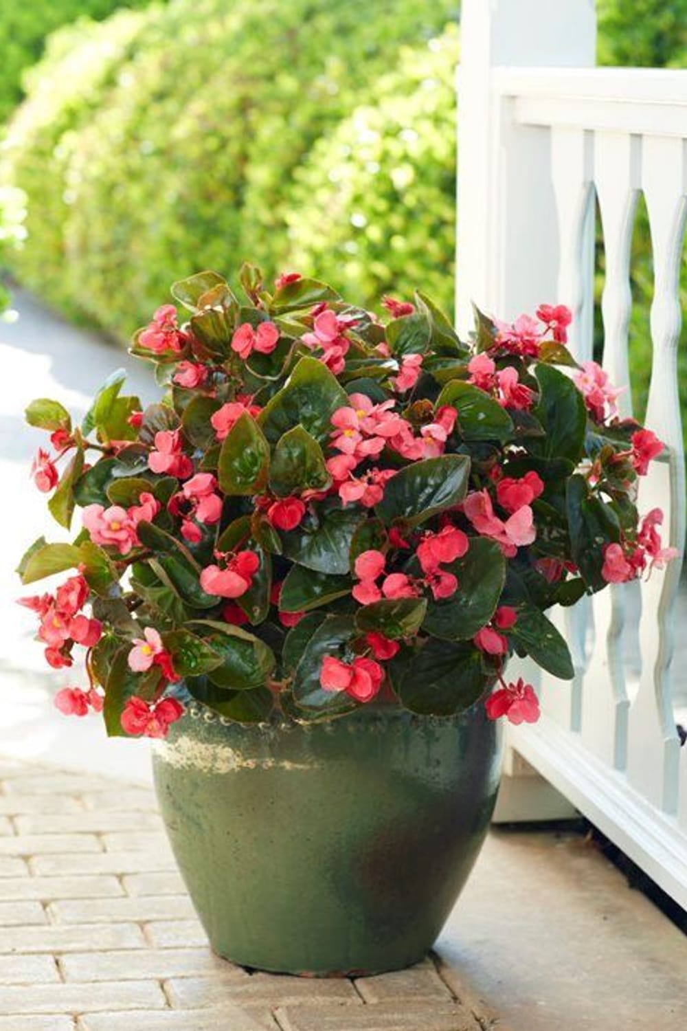 How to Grow Begonia Plants (10+ Care Tips) - Garden Design